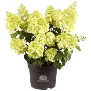 Syrenhortensia
