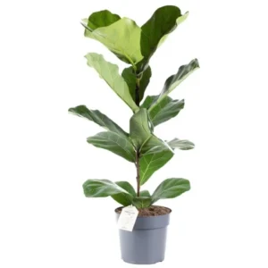 Ficus Lyrata