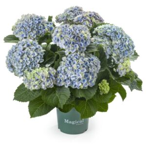 Havehortensia