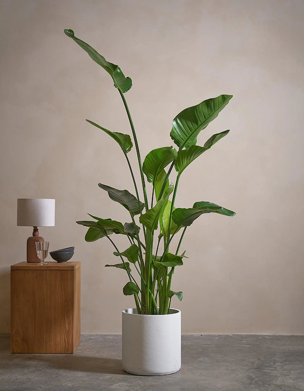 Stueplanter
