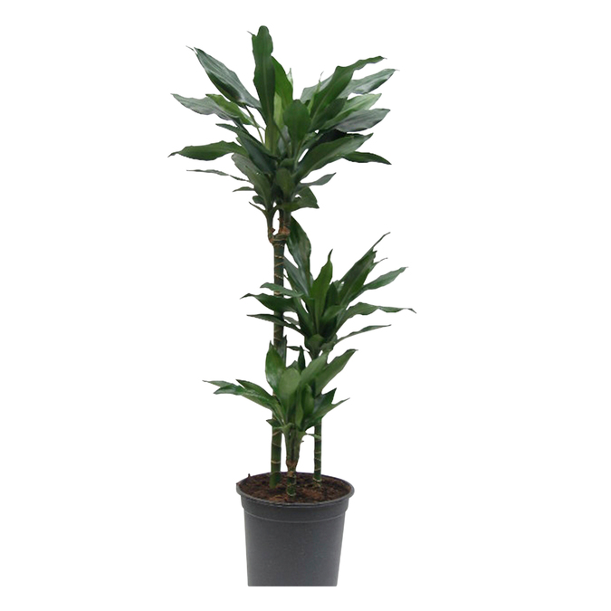 Dracaena