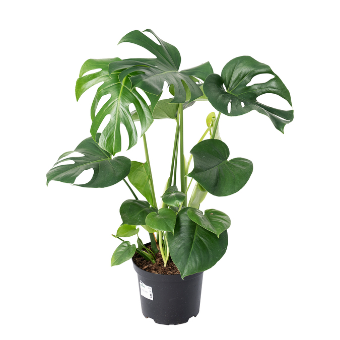 Monstera Deliciosa