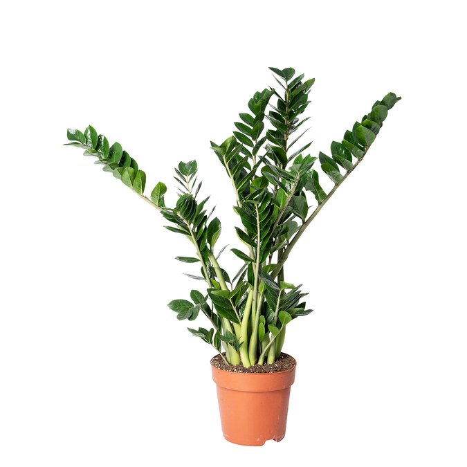 Zamioculcas