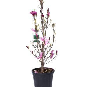 Magnolia