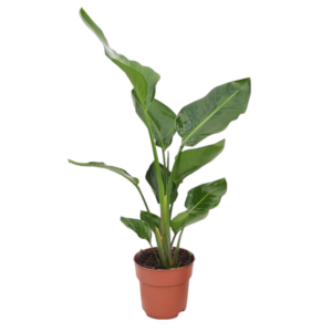 Strelitzia