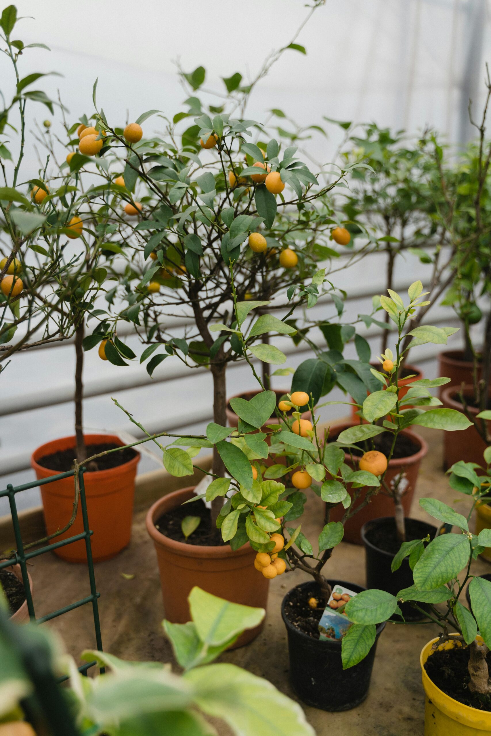 Haveplanter