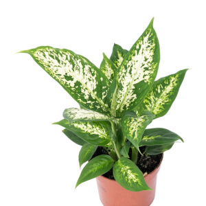 Dieffenbachia
