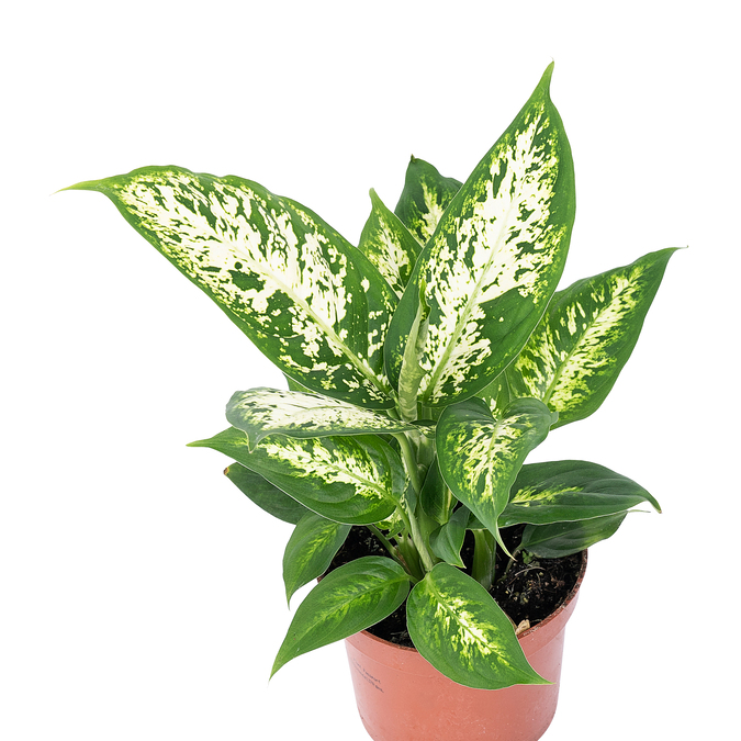 Dieffenbachia