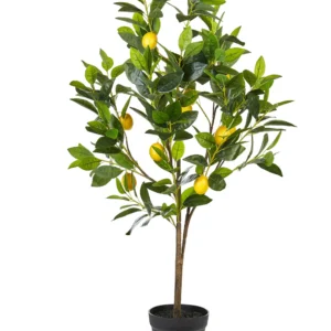 Citrontræ