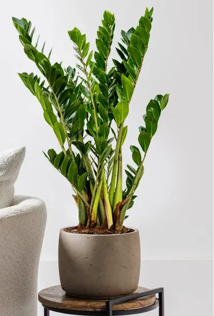 Zamioculcas - Billede 2